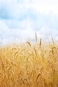 周容川阮流苏全文免费流年深深深几许:结局+番外读无弹窗大结局_男女主人公