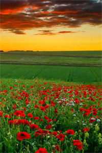 心机女污蔑我乱开刀，重生后我杀疯了小秦张婶全文免费阅读完结版阅读